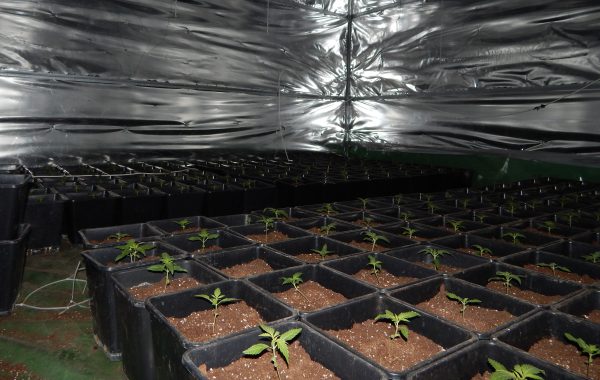 Nielegalna plantacja marihuany w Więcborku (video)