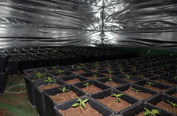 Nielegalna plantacja marihuany w Więcborku (video)